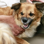5 Main Reasons Why Dogs Attack Their Owners