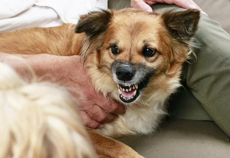 5 Main Reasons Why Dogs Attack Their Owners