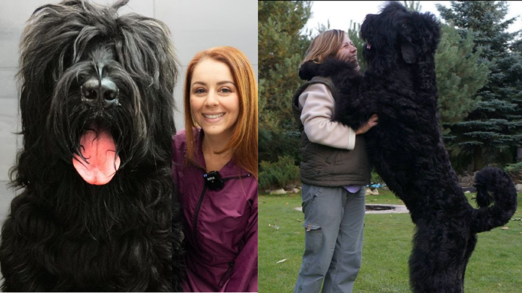 Black Russian Terrier