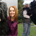 Black Russian Terrier