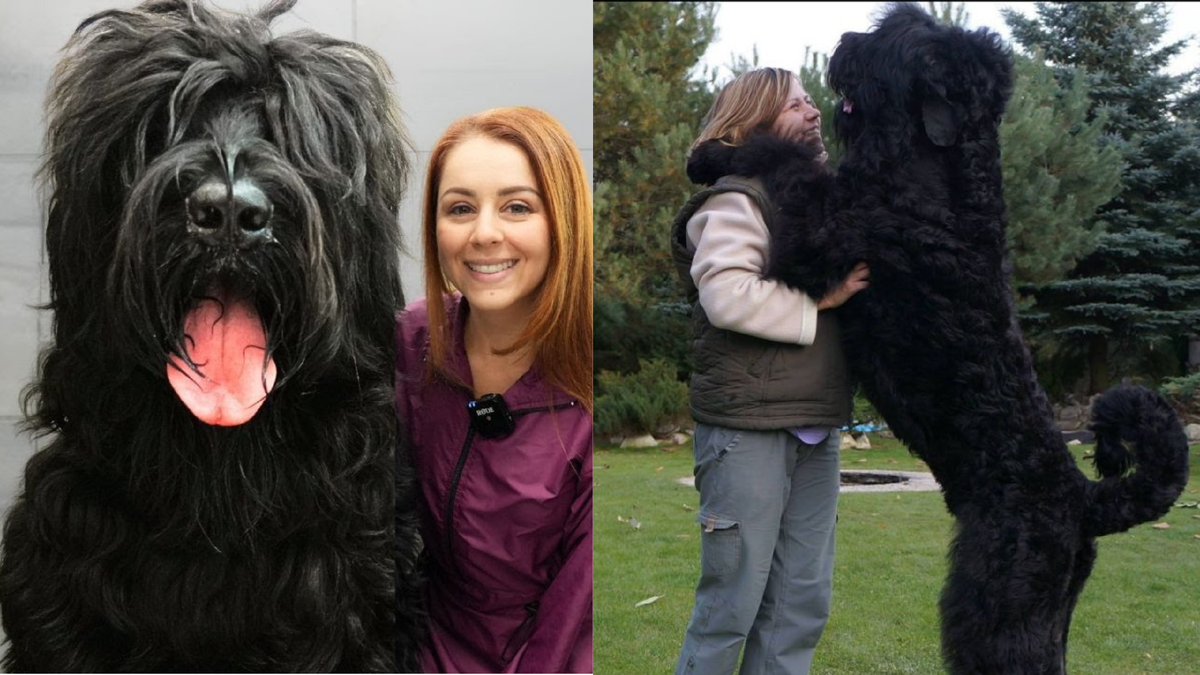 Black Russian Terrier
