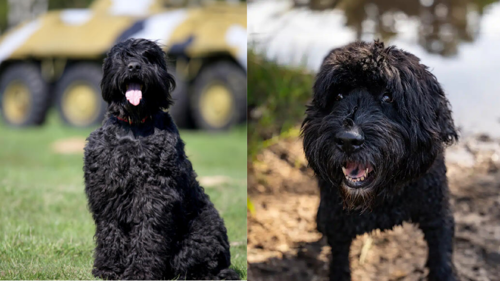 Black Russian Terrier