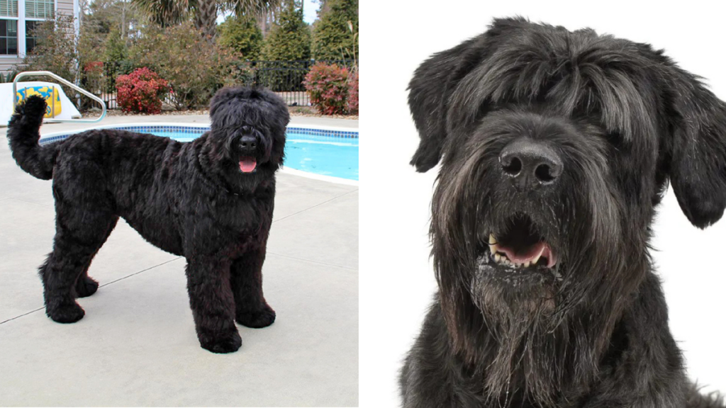 Black Russian Terrier