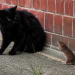 Can a rat attack a cat