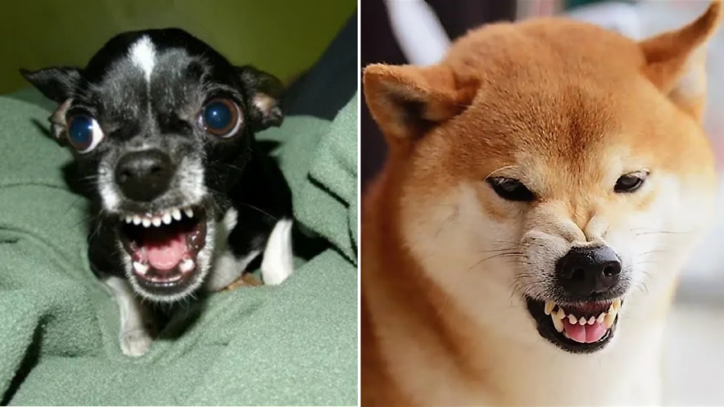 5 Main Reasons Why Dogs Attack Their Owners