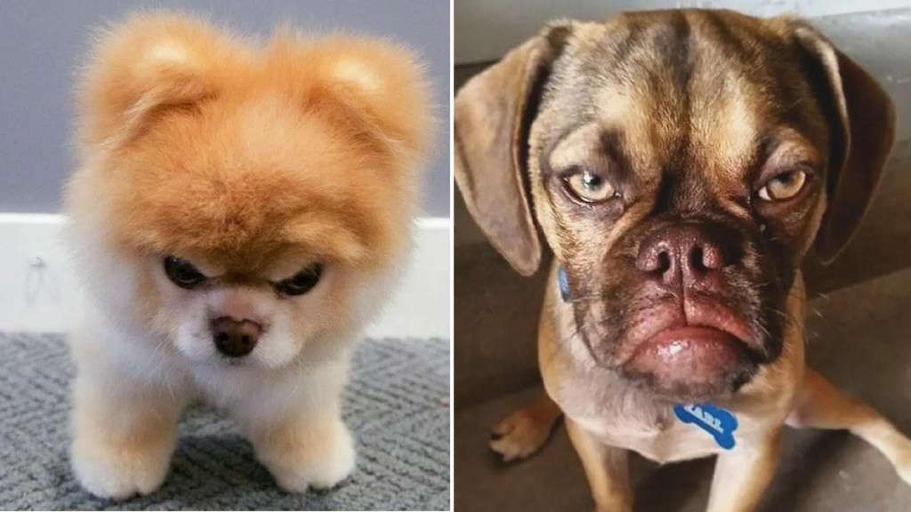 5 Main Reasons Why Dogs Attack Their Owners