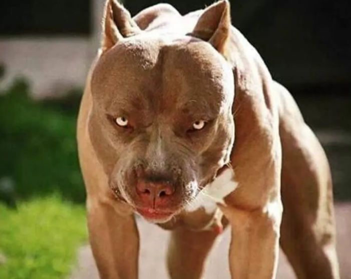 5 Main Reasons Why Dogs Attack Their Owners