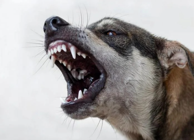 5 Main Reasons Why Dogs Attack Their Owners