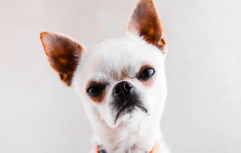 5 Main Reasons Why Dogs Attack Their Owners