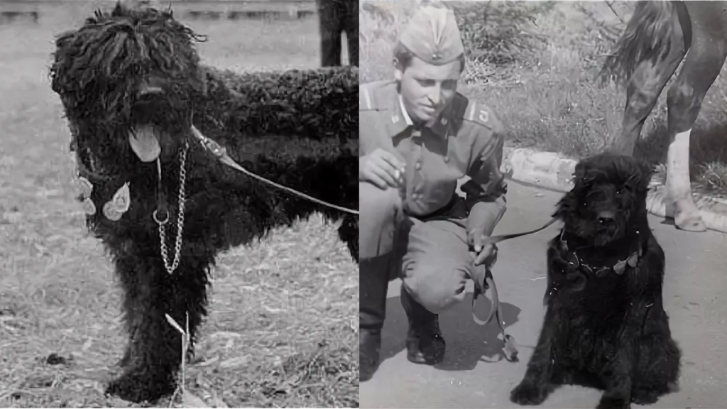 Black Russian Terrier