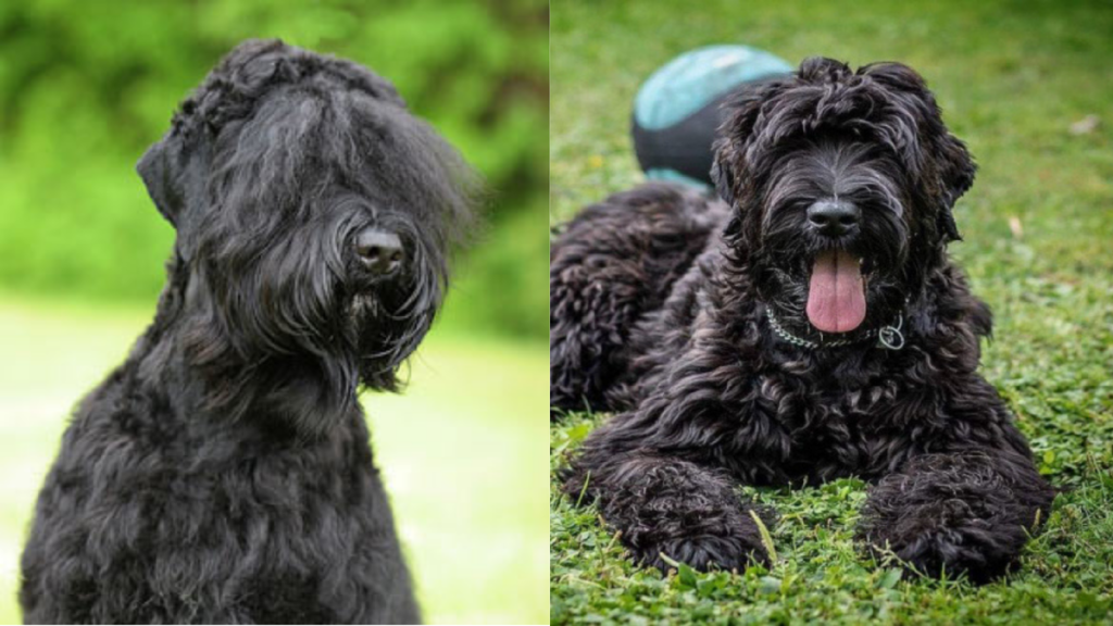 Black Russian Terrier