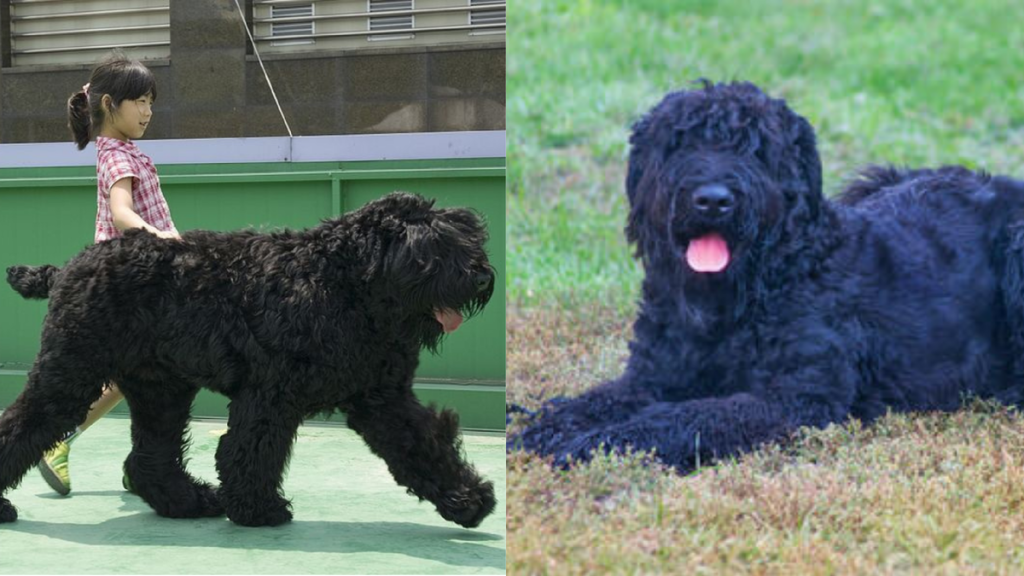Black Russian Terrier